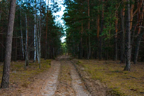 Лесная Дорога Осеннем Лесу Обочине Дороги Стоят Молодые Березы Зеленые — стоковое фото