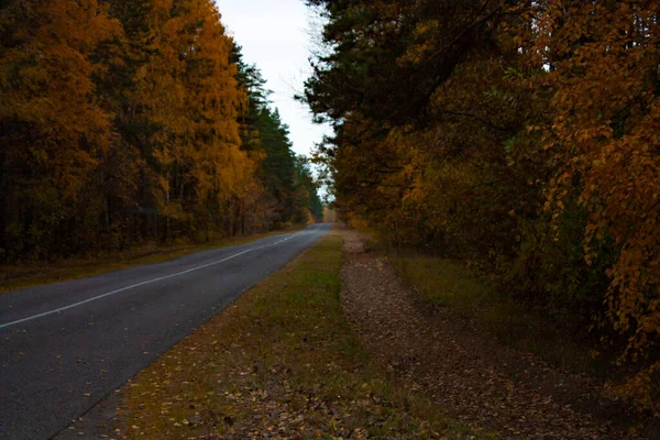 Асфальтированная Дорога Осеннем Лесу Желтые Деревья Опавшие Листья Обочине Дороги — стоковое фото