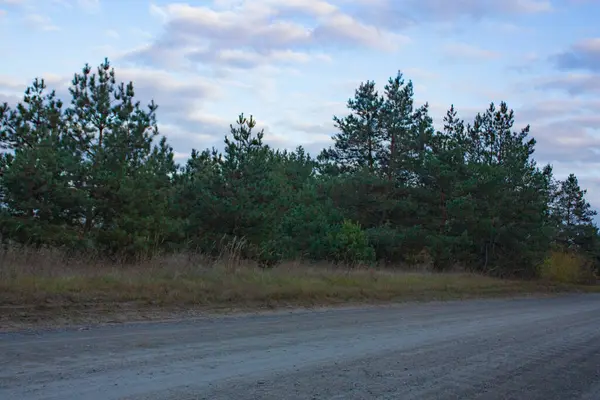 Estrada Campo Leva Floresta Outono Árvores Verdes Coníferas Estão Lado — Fotografia de Stock