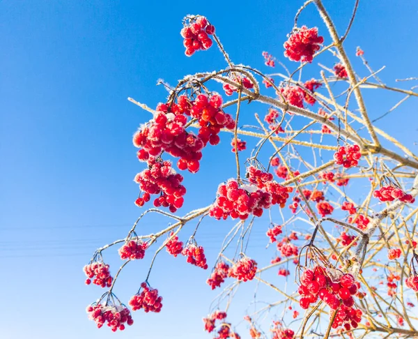 Mavi gökyüzüne karşı, donla kaplanmış kırmızı yaban mersini. Parlak, kış, güneşli bir gün ve güzel, kızıl kızılcık üzümü..
