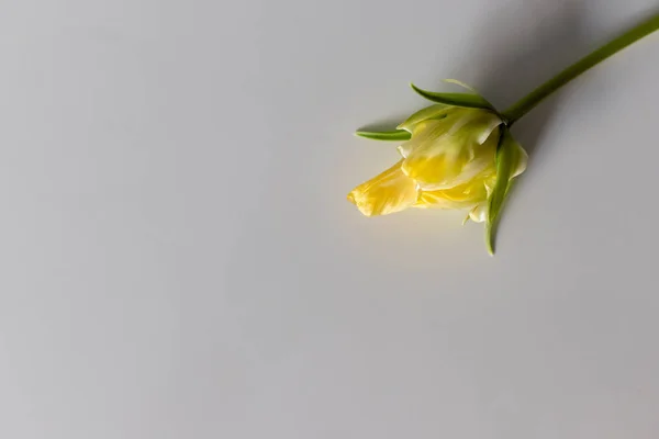  Gri arkaplanlı bir kartpostalda taze bir çiçek lalesi
