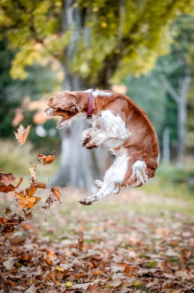 Cute healthy happy dog catching leaves while jumpipng in an autumn park. — Stock Photo, Image