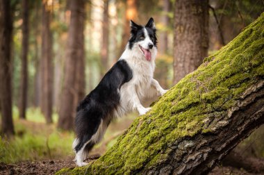 Siyah ve beyaz renkte çoban köpeği. Güzel turuncu ışığı olan bir ormanda mutlu bir köpek.