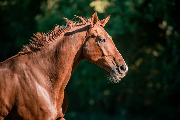 Sonbahar arka planında güzel bir at. — Stok fotoğraf