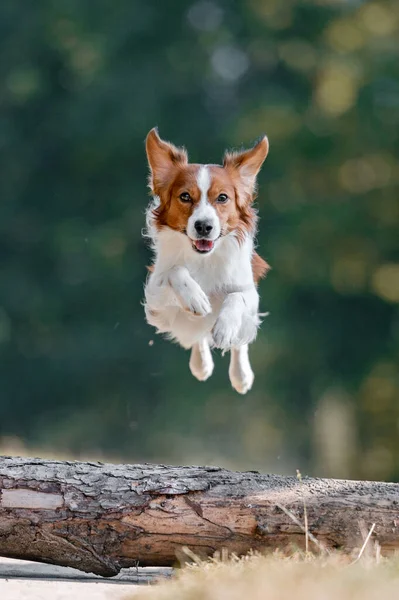 Chien mignon sautant par-dessus un bois dans un parc. — Photo