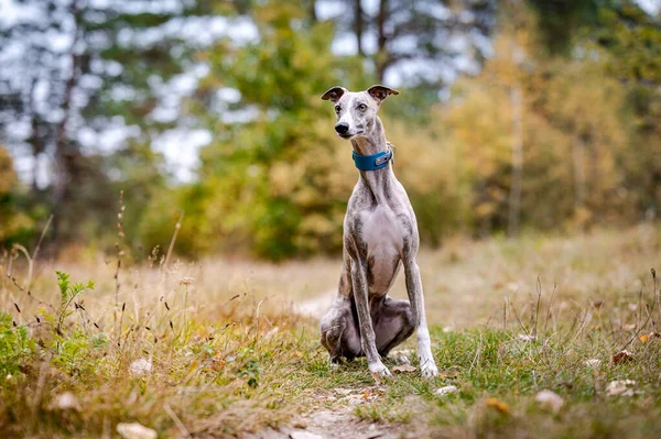 Szczęśliwy szczupły pies w jesiennym parku. Siedzę na liściach. Whippet czystej rasy. Pies gończy. — Zdjęcie stockowe