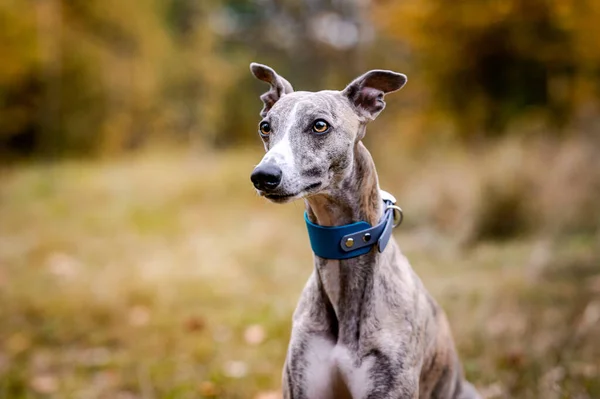 Glad smal hund i en höstpark. Sitter på löv. Piska ren ras. Greyhound hund. — Stockfoto