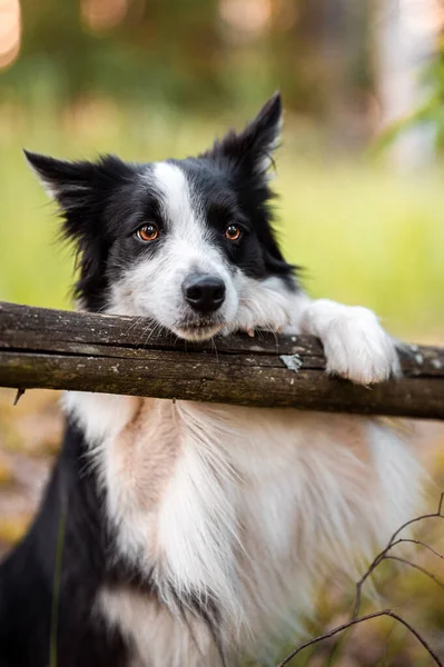 Siyah ve beyaz renkte çoban köpeği. Güzel turuncu ışığı olan bir ormanda mutlu bir köpek. — Stok fotoğraf