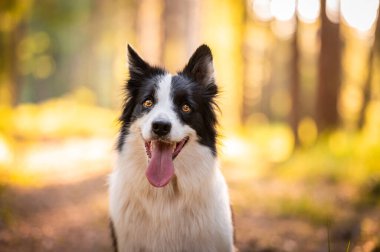 Siyah ve beyaz renkte çoban köpeği. Güzel turuncu ışığı olan bir ormanda mutlu bir köpek.