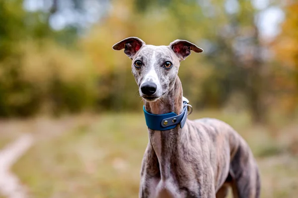 Szczęśliwy szczupły pies w jesiennym parku. Siedzę na liściach. Whippet czystej rasy. Pies gończy. — Zdjęcie stockowe