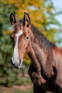 Sonbahar arka planında güzel bir at.
