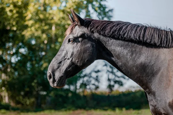 Mooi paard op een herfstachtergrond. — Stockfoto