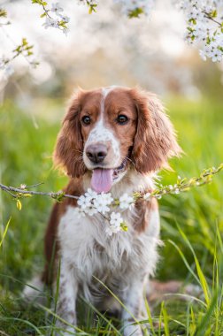 Sevimli Galli springer spaniel köpekleri baharda çiçek açan ağaçların altında ürerler..