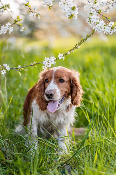 Adorable welsh springer spaniel dog breed in evening under blossoming tree flowers in the spring time. — Stock Photo, Image
