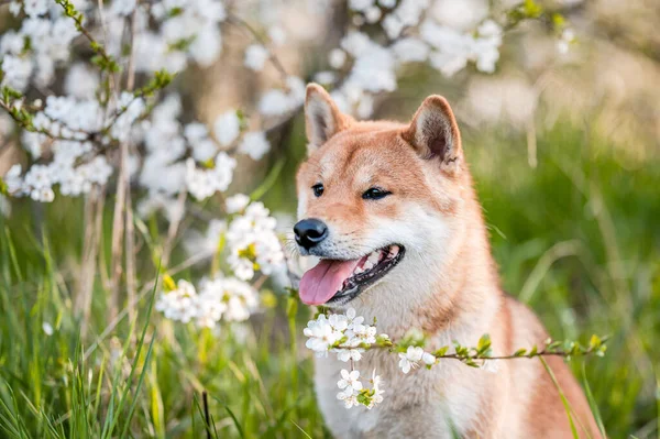 Adorable shiba inu dog breed in evening under blossoming tree flowers in the spring time. — Stock Photo, Image