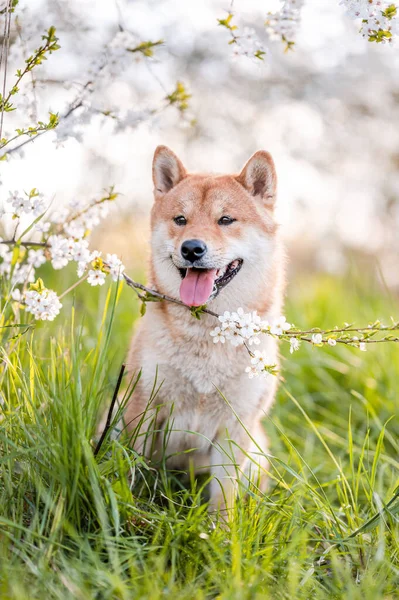 Adorable perro shiba inu crianza en la noche bajo flores de árboles en flor en el tiempo de primavera. Fotos de stock