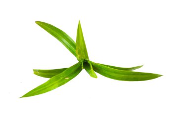 Beyaz arka plan üzerinde izole pandan yaprakları