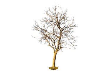 Beyaz arkaplanda izole edilmiş ölü ağaç