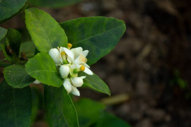 Bahçede açan limonlar