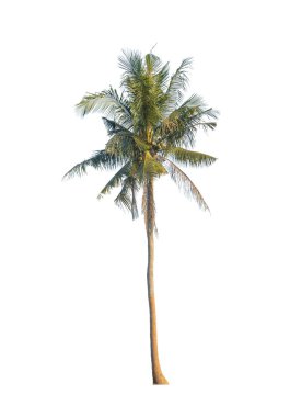 Beyaz arkaplanda izole edilmiş hindistan cevizi ağacı