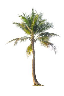 Beyaz arkaplanda izole edilmiş hindistan cevizi ağacı.