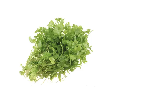 Chinese Coriander Isolated White Background — Stock Photo, Image