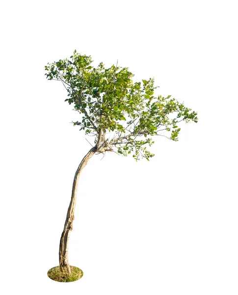 Baum Isoliert Auf Weißem Hintergrund — Stockfoto