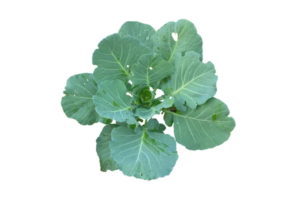 Chinese Kale Geïsoleerd Een Witte Achtergrond — Stockfoto