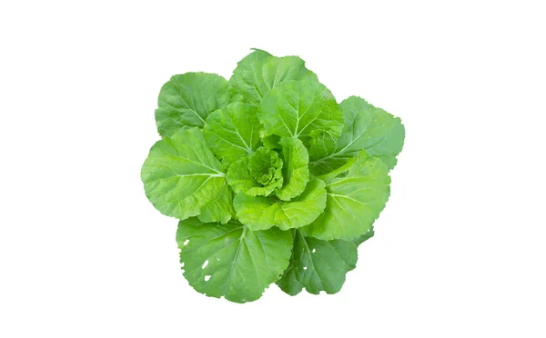 Chinese Cabbage Isolated White Background — Stock Photo, Image