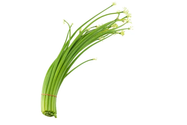 Scallion Flower Herbs Help Cure Diseases Can Cooking Thai Food — Stock Photo, Image