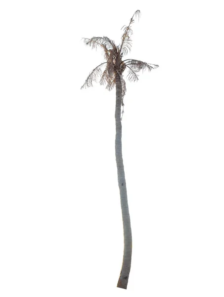 白い背景に孤立した枯れ木 — ストック写真