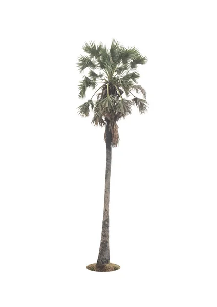 Socker Palm Isolerat Träd Vit Bakgrund — Stockfoto