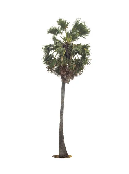 白色背景上的糖棕榈隔离树 — 图库照片