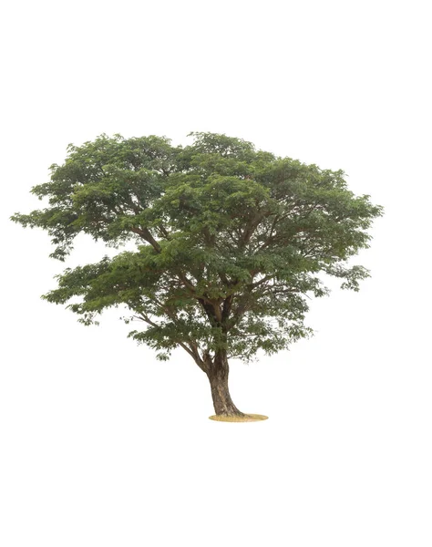 Regenbaum Isoliert Auf Weißem Hintergrund — Stockfoto