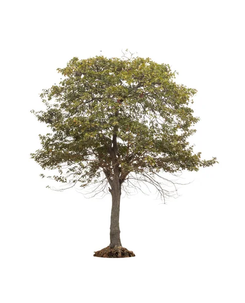Árvore Grande Isolado Fundo Branco — Fotografia de Stock