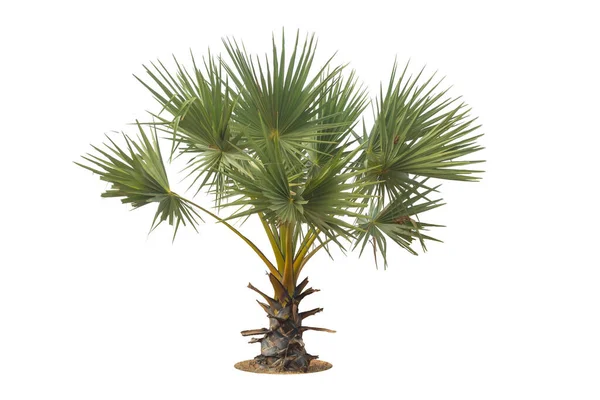 Socker Palm Isolerat Träd Vit Bakgrund — Stockfoto
