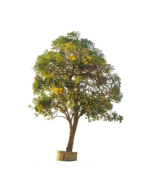 Κίτρινη Τρομπέτα Απομονωμένο Δέντρο Λευκό Φόντο — Φωτογραφία Αρχείου