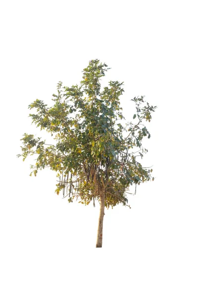 Árbol Ducha Dorado Aislado Sobre Fondo Blanco — Foto de Stock