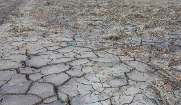 Petite Herbe Poussant Sur Les Fissures Argile Sèche — Photo