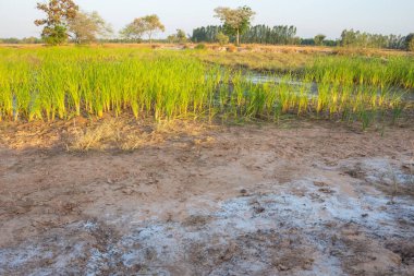 Tuzlu toprakta yetişen Cattail bitkisi.