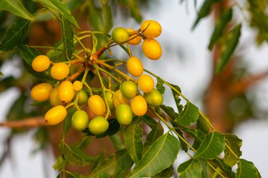 Ağaçta olgunlaşan Neem tohumu