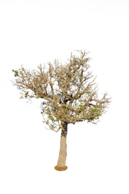 Beyaz arkaplanda izole edilmiş ağaç