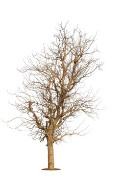 Beyaz arkaplanda izole edilmiş ağaç