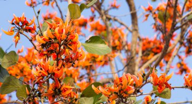 Piç Tik, Tayland 'ın kurak mevsiminde açar.