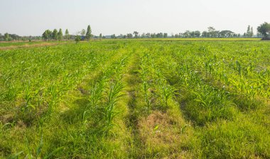 Büyüyen mısır tarlaları ve üst toprağı yabani otlar kaplıyor..