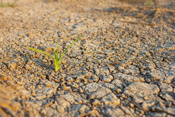 生理食塩水の土壌で成長する小さな草 — ストック写真