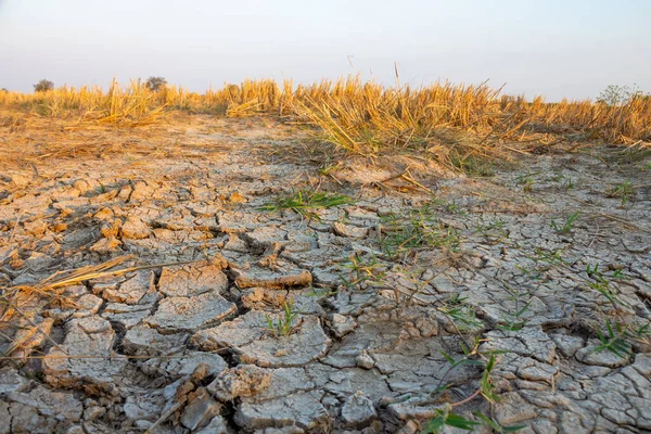 Rizières Dans Les Zones Rurales Thaïlande Avec Sol Salin — Photo