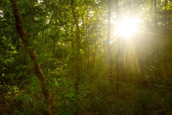 Bosque Mixto Hoja Caduca Mañana Temporada Lluvias Tailandia —  Fotos de Stock