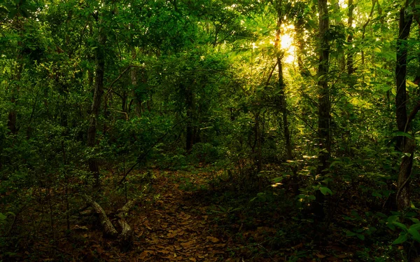 Forêt Mixte Tôt Matin Saison Des Pluies Thaïlande — Photo