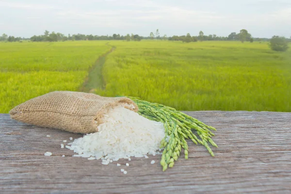 Jasmine Rice Cultivated Northeast Thailand — Stock Photo, Image